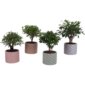 Bonsai Indoor Mix Ø12cm Ball Shape in Ø14cm Ceramic SE661