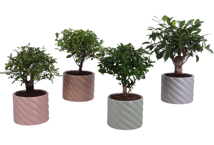 <h4>Bonsai Indoor Mix Ø12cm Ball Shape in Ø14cm Ceramic SE661</h4>
