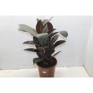 FICUS ELASTICA BURGUNDY P24