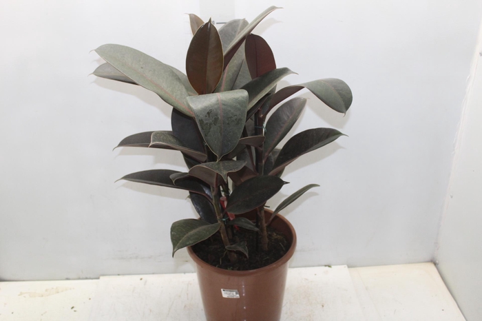 <h4>FICUS ELASTICA BURGUNDY P24</h4>