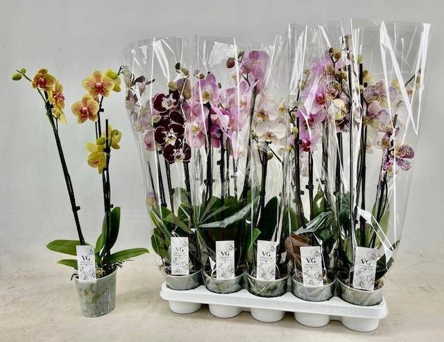 <h4>PHAL GEM</h4>