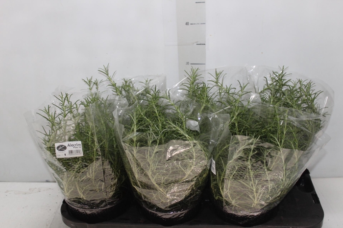 <h4>ALECRIM P15</h4>