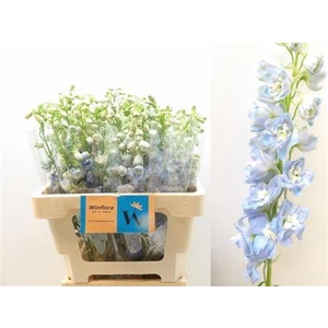 DELPH DU MAG FSKB WB