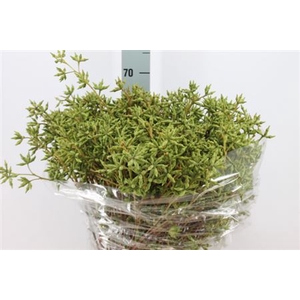 Euca Robusta Bes 400 Gram