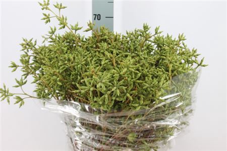 <h4>Euca Robusta Bes 400 Gram</h4>