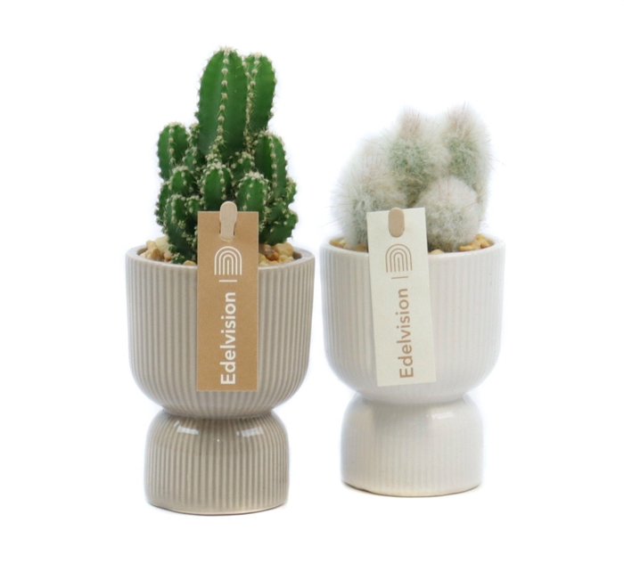 <h4>Cactus 5,5 cm in kyoto pot met grind en etiket</h4>