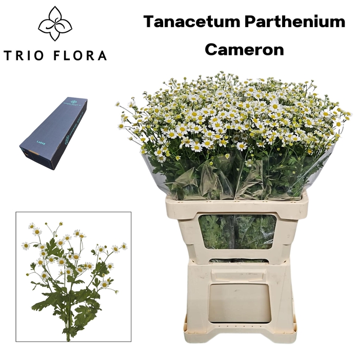 TANA PA CAMERON Box L 100