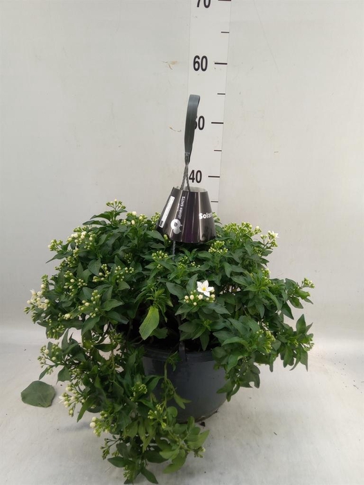 <h4>Solanum jasminoides</h4>