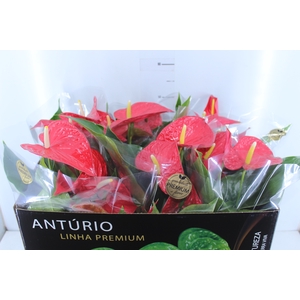 ANTHURIUM MICHIGAN P17 PREMIUM