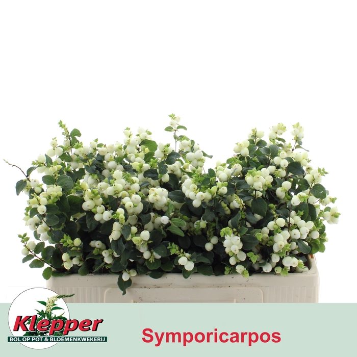 SYMPHO MAG LEMO LIME