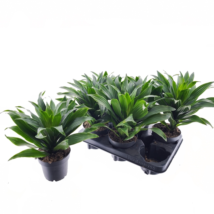 <h4>DRA COMP COMPACTA</h4>