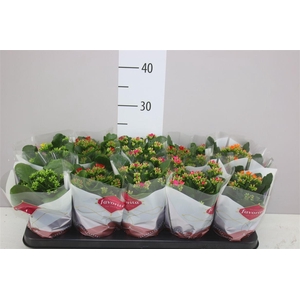 Kalanchoe Bl Gemengd