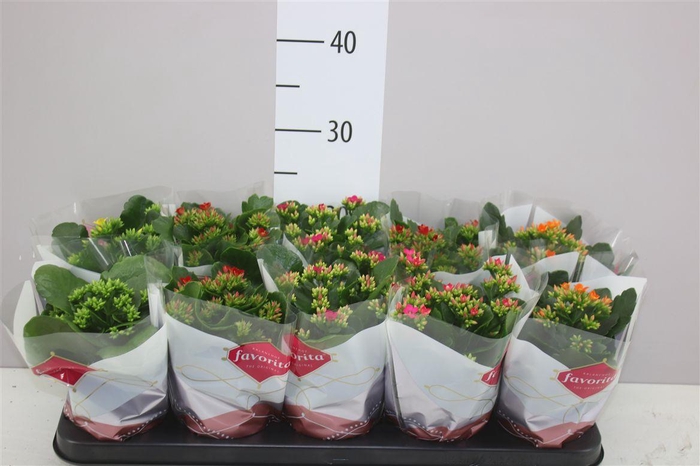 <h4>Kalanchoe Bl Gemengd</h4>