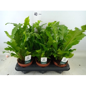 Asplenium nidus 'Campio'