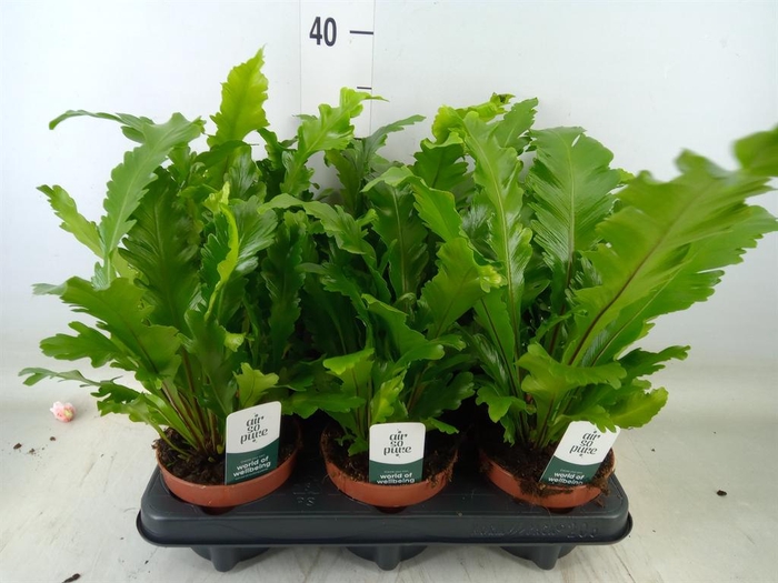 <h4>Asplenium nidus 'Campio'</h4>