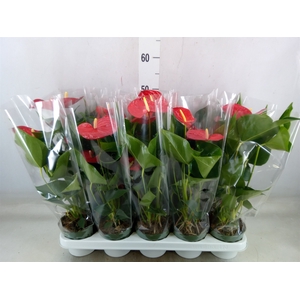 Anthurium andr. 'Royal Champion'