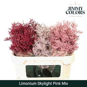 Limonium Skylight L80 Pink Mix