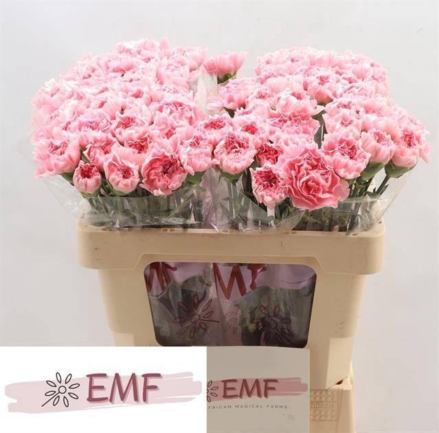 <h4>Di St Julia</h4>