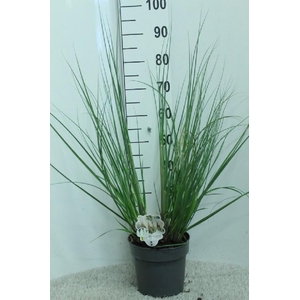 Cortaderia Selloana Junior