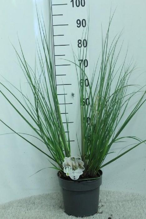 <h4>Cortaderia Selloana Junior</h4>