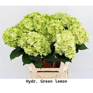 HYDRANGEA M GREEN LEMON