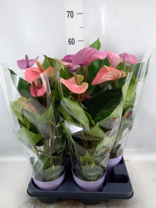 <h4>Anthurium andr. 'Cavalli'</h4>