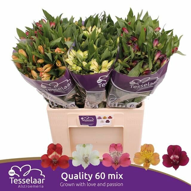 <h4>Alstroemeria Mix</h4>