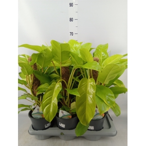 Philodendron  'Malay Gold'