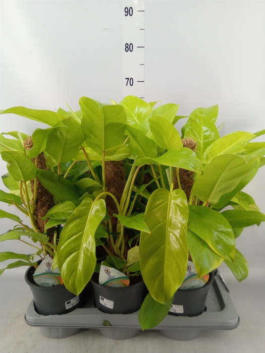<h4>Philodendron  'Malay Gold'</h4>
