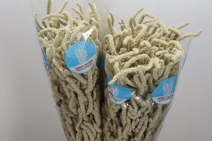 <h4>Amaranthus Yearming Desert</h4>