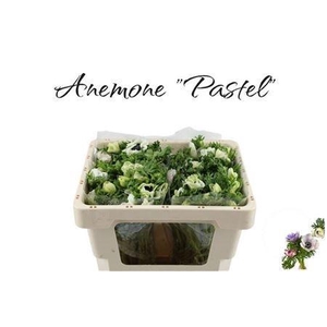 ANEM CO GALIL PASTEL