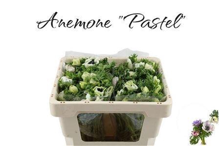 <h4>ANEM CO GALIL PASTEL</h4>