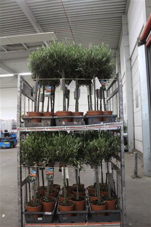<h4>Olea Europaea</h4>