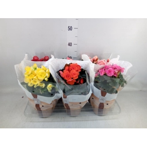 Begonia elat. DU   ...mix