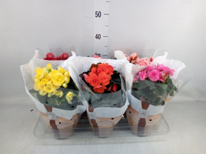 <h4>Begonia elat. DU   ...mix</h4>