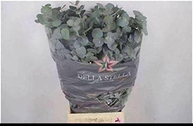 <h4>EUC CINEREA PER BOS</h4>