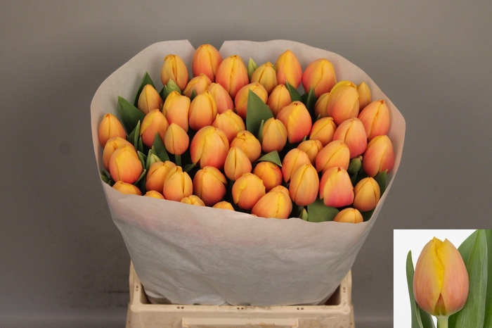 <h4>TU EN MARIT</h4>