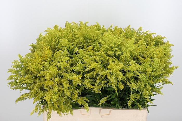 <h4>Soli Tara Gold</h4>