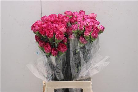 <h4>Di St Bernard</h4>