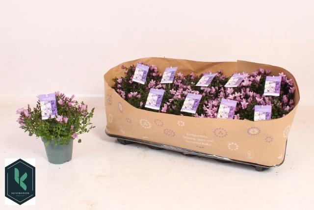 <h4>CAMP PORTENSCHLAGIAN</h4>