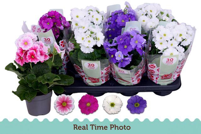 <h4>Prim Ob Tm Gem</h4>