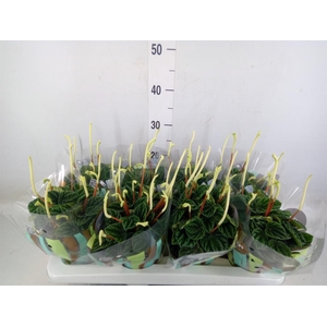 Peperomia caperata 'Lilian'