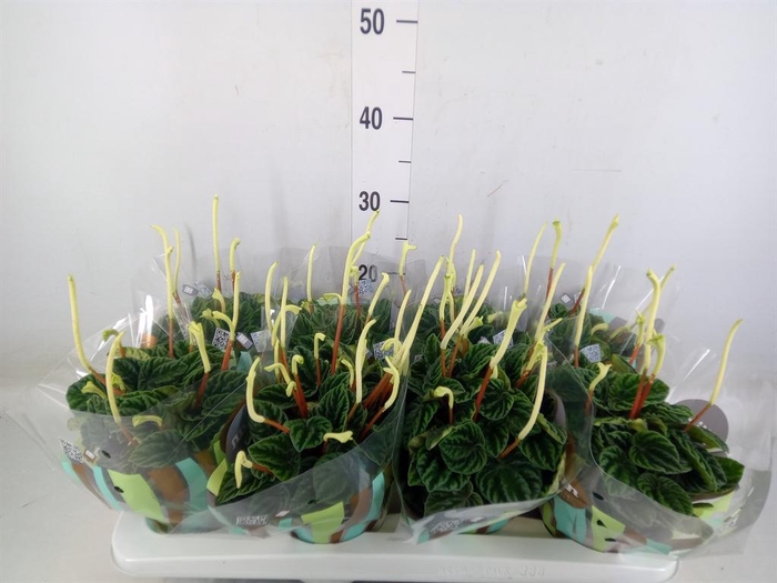 <h4>Peperomia caperata 'Lilian'</h4>