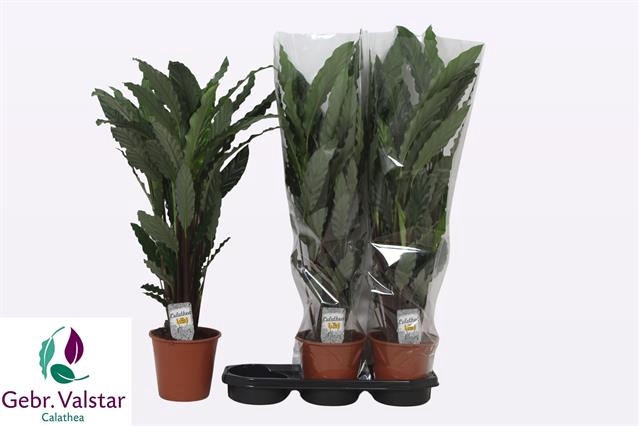 Calathea Rufibarba Tropistar 19Ø 85cm