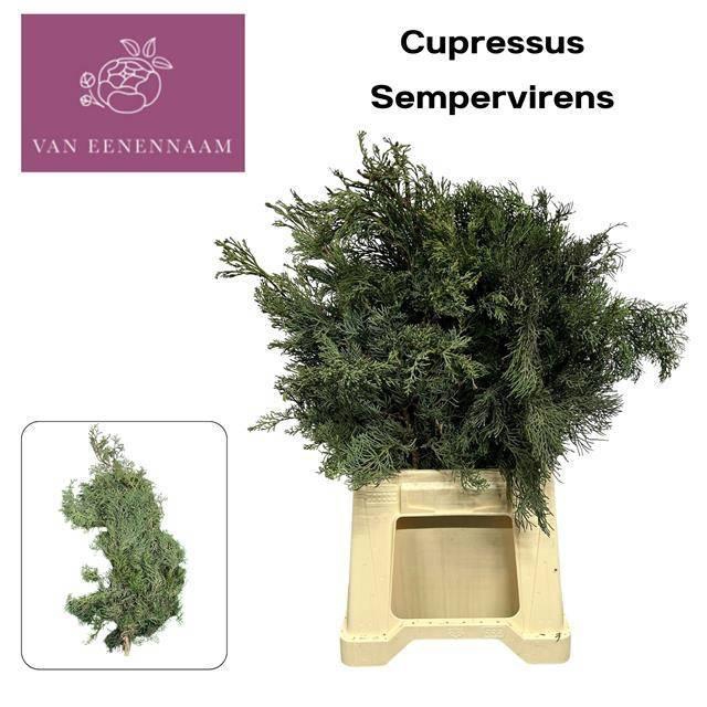 <h4>CUPRES SEMPERVIRENS</h4>