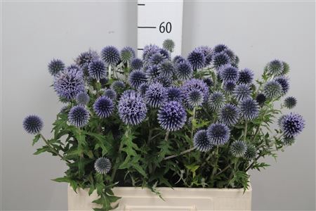 <h4>Echin Ba Blue Globe</h4>