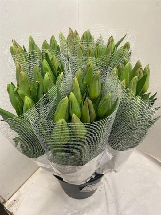 <h4>Tu En La Romaine</h4>