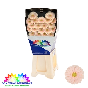 Germini Alix-Noor Diamond