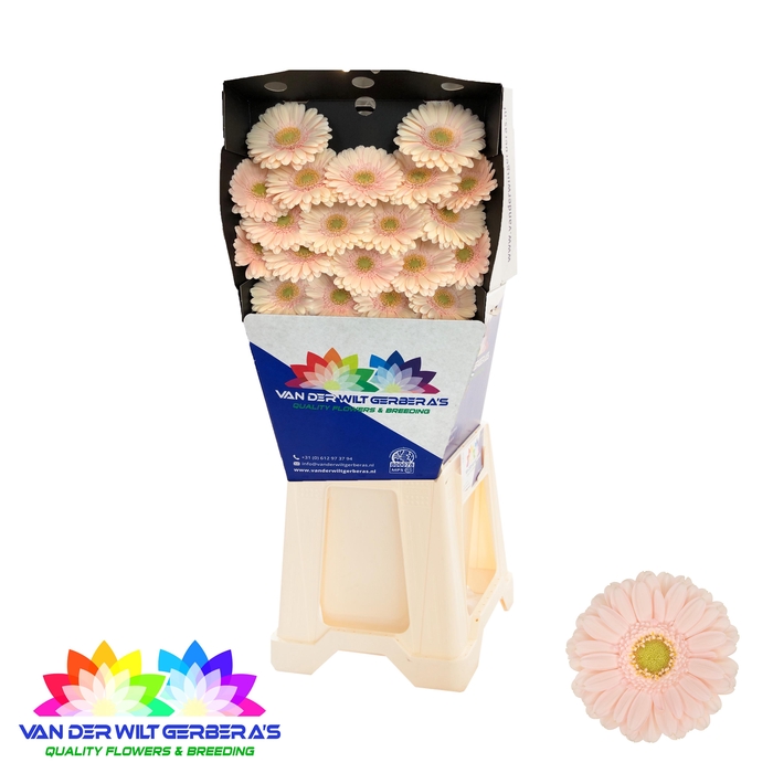 <h4>Germini Alix-Noor Diamond</h4>