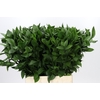 Ruscus Hypophyllum